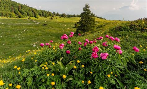 Brentonico, the gem of Monte Baldo 